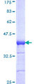 TOPORS Protein - 12.5% SDS-PAGE Stained with Coomassie Blue.