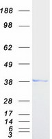 TOR1A / Torsin A Protein - Purified recombinant protein TOR1A was analyzed by SDS-PAGE gel and Coomassie Blue Staining