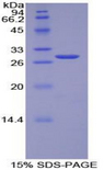 TOR1AIP2 Protein - Recombinant Torsin A Interacting Protein 2 By SDS-PAGE
