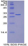TOR1B / Torsin B Protein - Recombinant Torsin 1B By SDS-PAGE
