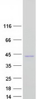 TOR1B / Torsin B Protein - Purified recombinant protein TOR1B was analyzed by SDS-PAGE gel and Coomassie Blue Staining
