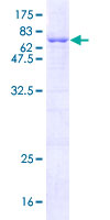 TOR3A Protein - 12.5% SDS-PAGE of human TOR3A stained with Coomassie Blue