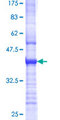 TOR3A Protein - 12.5% SDS-PAGE Stained with Coomassie Blue.