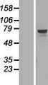 TOX Protein - Western validation with an anti-DDK antibody * L: Control HEK293 lysate R: Over-expression lysate