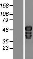 TOX2 Protein - Western validation with an anti-DDK antibody * L: Control HEK293 lysate R: Over-expression lysate