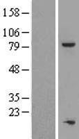 TOX4 / C14orf92 Protein - Western validation with an anti-DDK antibody * L: Control HEK293 lysate R: Over-expression lysate
