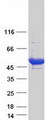 TP / Thymidine Phosphorylase Protein - Purified recombinant protein TYMP was analyzed by SDS-PAGE gel and Coomassie Blue Staining