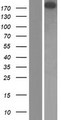 TP1 / TEP1 Protein - Western validation with an anti-DDK antibody * L: Control HEK293 lysate R: Over-expression lysate