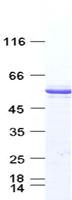 TP53 / p53 Protein