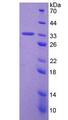 TP53 / p53 Protein - Recombinant Tumor Protein p53 By SDS-PAGE