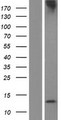 TP53AIP1 / p53 AIP1 Protein - Western validation with an anti-DDK antibody * L: Control HEK293 lysate R: Over-expression lysate