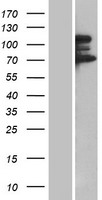 TP53BP2 / ASPP2 Protein - Western validation with an anti-DDK antibody * L: Control HEK293 lysate R: Over-expression lysate