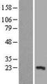 TP53I11 / PIG11 Protein - Western validation with an anti-DDK antibody * L: Control HEK293 lysate R: Over-expression lysate