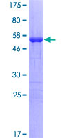 TP53I3 / PIG3 Protein - 12.5% SDS-PAGE of human TP53I3 stained with Coomassie Blue