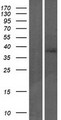 TP53INP2 Protein - Western validation with an anti-DDK antibody * L: Control HEK293 lysate R: Over-expression lysate