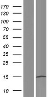 TP53TG3B Protein - Western validation with an anti-DDK antibody * L: Control HEK293 lysate R: Over-expression lysate