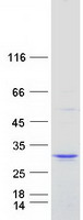 TP73-AS1 / KIAA0495 Protein - Purified recombinant protein KIAA0495 was analyzed by SDS-PAGE gel and Coomassie Blue Staining