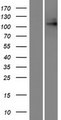 TPC1 / TPCN1 Protein - Western validation with an anti-DDK antibody * L: Control HEK293 lysate R: Over-expression lysate