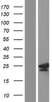 TPD52L2 / HD54 Protein - Western validation with an anti-DDK antibody * L: Control HEK293 lysate R: Over-expression lysate