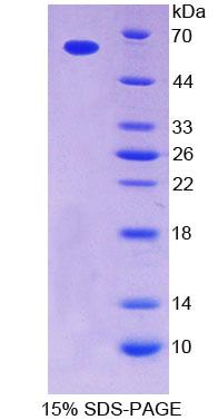 TPK1 Protein - Recombinant  Tau-Protein Kinase 1 By SDS-PAGE