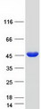 TPM2 Protein - Purified recombinant protein TPM2 was analyzed by SDS-PAGE gel and Coomassie Blue Staining