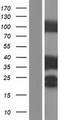 TPM3 Protein - Western validation with an anti-DDK antibody * L: Control HEK293 lysate R: Over-expression lysate