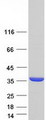 TPM3 Protein - Purified recombinant protein TPM3 was analyzed by SDS-PAGE gel and Coomassie Blue Staining