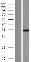 TPM4 Protein - Western validation with an anti-DDK antibody * L: Control HEK293 lysate R: Over-expression lysate