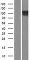 TPO / Thyroid Peroxidase Protein - Western validation with an anti-DDK antibody * L: Control HEK293 lysate R: Over-expression lysate