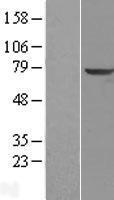 TPP1 / CLN2 Protein - Western validation with an anti-DDK antibody * L: Control HEK293 lysate R: Over-expression lysate