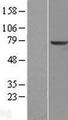 TPP1 / CLN2 Protein - Western validation with an anti-DDK antibody * L: Control HEK293 lysate R: Over-expression lysate