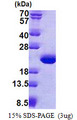 TPPP3 Protein