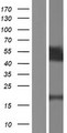 TPRX1 Protein - Western validation with an anti-DDK antibody * L: Control HEK293 lysate R: Over-expression lysate