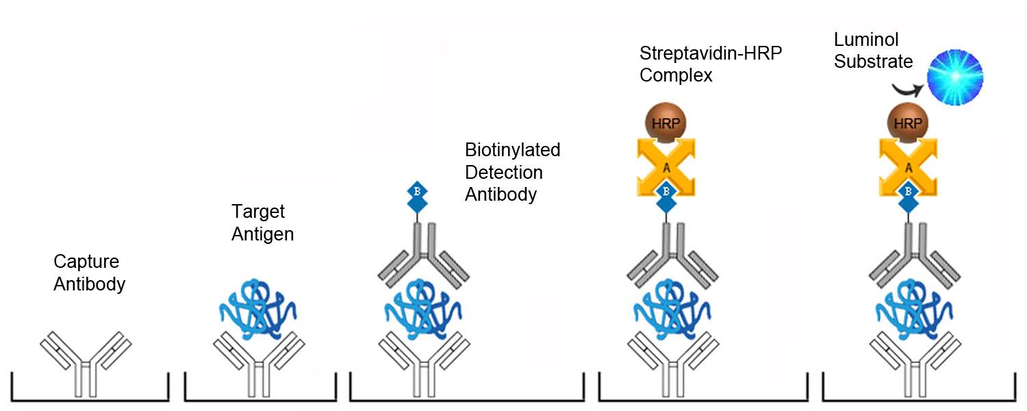 TPS / Tissue Polypeptide Specific Antigen ELISA Kit - Sandwich CLIA Platform Overview