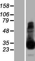 TPSAB1 / Mast Cell Tryptase Protein - Western validation with an anti-DDK antibody * L: Control HEK293 lysate R: Over-expression lysate