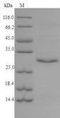 Tpsb2 / Tryptase Beta 2 (Mouse Protein - (Tris-Glycine gel) Discontinuous SDS-PAGE (reduced) with 5% enrichment gel and 15% separation gel.