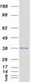 TPSG1 / Tryptase Gamma 1 Protein - Purified recombinant protein TPSG1 was analyzed by SDS-PAGE gel and Coomassie Blue Staining