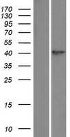 TPST1 Protein - Western validation with an anti-DDK antibody * L: Control HEK293 lysate R: Over-expression lysate