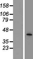 TPST2 Protein - Western validation with an anti-DDK antibody * L: Control HEK293 lysate R: Over-expression lysate