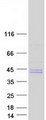 TPST2 Protein - Purified recombinant protein TPST2 was analyzed by SDS-PAGE gel and Coomassie Blue Staining
