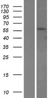 TPTE Protein - Western validation with an anti-DDK antibody * L: Control HEK293 lysate R: Over-expression lysate