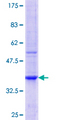 TPTE Protein - 12.5% SDS-PAGE Stained with Coomassie Blue.
