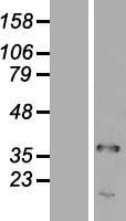 TRA2A Protein - Western validation with an anti-DDK antibody * L: Control HEK293 lysate R: Over-expression lysate
