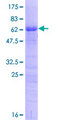 TRA2A Protein - 12.5% SDS-PAGE of human TRA2A stained with Coomassie Blue
