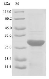 TRA2B / SFRS10 Protein - (Tris-Glycine gel) Discontinuous SDS-PAGE (reduced) with 5% enrichment gel and 15% separation gel.