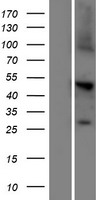 TRABD2A / C2orf89 Protein - Western validation with an anti-DDK antibody * L: Control HEK293 lysate R: Over-expression lysate