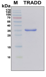 TRADD Protein - SDS-PAGE under reducing conditions and visualized by Coomassie blue staining