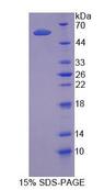 TRAF1 Protein - Recombinant TNF Receptor Associated Factor 1 (TRAF1) by SDS-PAGE
