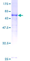 TRAF1 Protein - 12.5% SDS-PAGE of human TRAF1 stained with Coomassie Blue