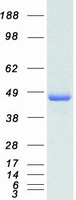 TRAF1 Protein - Purified recombinant protein TRAF1 was analyzed by SDS-PAGE gel and Coomassie Blue Staining